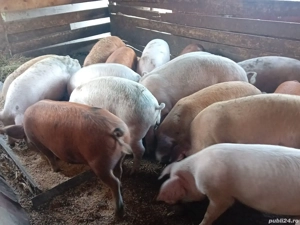 vând porci Marele Alb duroc și Pietrain - imagine 3