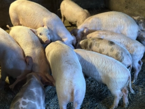 Purcei 12-14 saptamani marele alb cu petrian - imagine 2