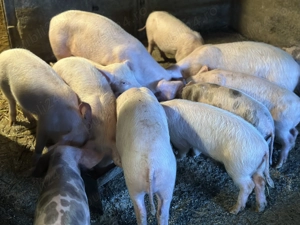 Purcei 12-14 saptamani marele alb cu petrian - imagine 3