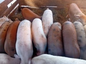 vând porci Marele Alb duroc și Pietrain - imagine 5