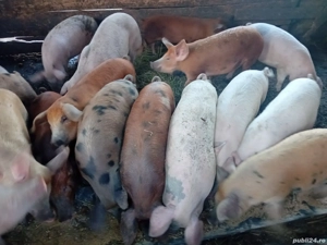 vând porci Marele Alb duroc și Pietrain - imagine 4