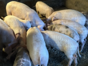 Purcei 12-14 saptamani marele alb cu petrian