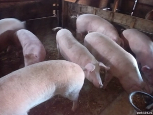vând porci Marele Alb duroc și Pietrain - imagine 2