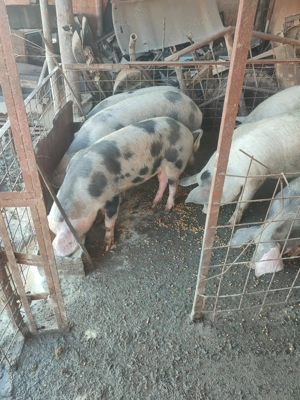 Vând porci pentru Craciun