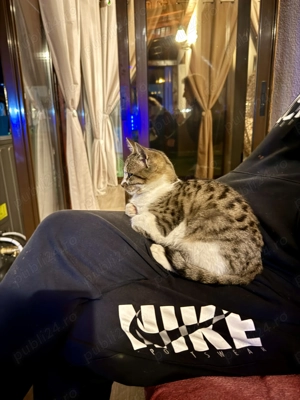 Motanel iubaret cauta o familie pentru totdeauna