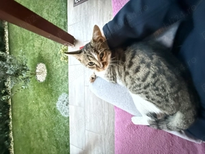 Motanel iubaret cauta o familie pentru totdeauna - imagine 3