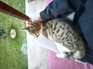 Motanel iubaret cauta o familie pentru totdeauna - imagine 2