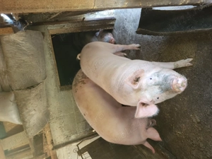 Porc de vânzare  - imagine 4