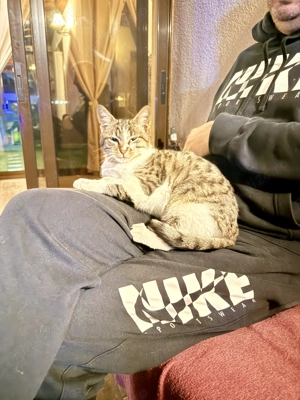 Motanel iubaret cauta o familie pentru totdeauna - imagine 4