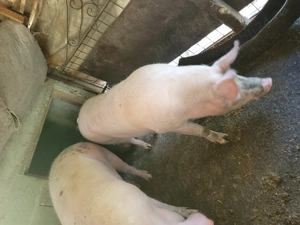 Porc de vânzare  - imagine 2