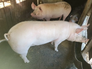 Porc de vânzare  - imagine 3