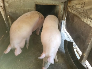 Porc de vânzare  - imagine 5