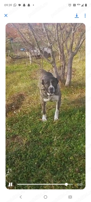 Vând cățea asia centrala de 2 ani 