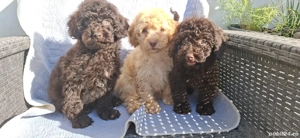 Pudel toy cu varsta de 3 luni - imagine 2