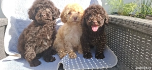 Pudel toy cu varsta de 2,5 luni