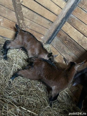 Alpina Franceza Genetica De Exceptie - imagine 3 Alpina Franceza Genetica De Exceptie - imagine 3