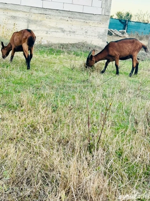 Alpina Franceza Genetica De Exceptie - imagine 4 Alpina Franceza Genetica De Exceptie - imagine 4