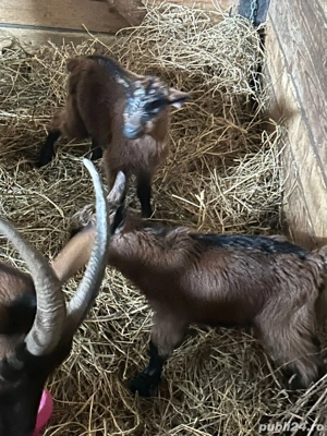 Alpina Franceza Genetica De Exceptie - imagine 2 Alpina Franceza Genetica De Exceptie - imagine 2