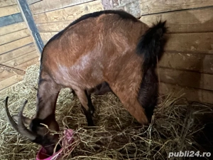 Alpina Franceza Genetica De Exceptie