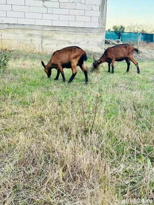 Alpina Franceza Genetica De Exceptie - imagine 5 Alpina Franceza Genetica De Exceptie - imagine 5