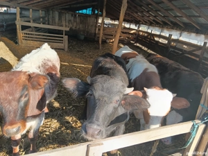 Vitei de vânzare.  - imagine 3