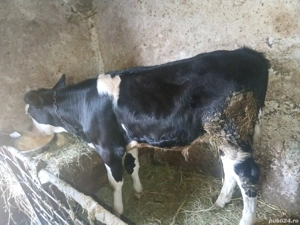 vind tăuraș vîrstă 3 luni jate - imagine 2