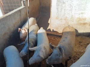 Porci de vânzare 