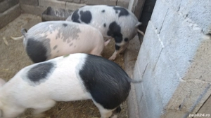 cauta alt cotet - imagine 2