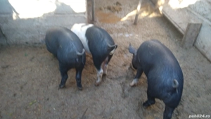 cauta alt cotet - imagine 3