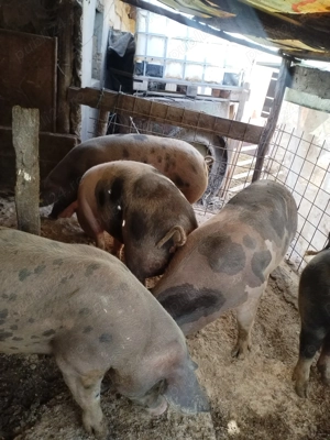 porci 14 lei Kg - imagine 2