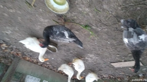 Le dau,cauta casa - imagine 2