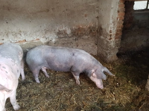  Vand    scroafă - imagine 2