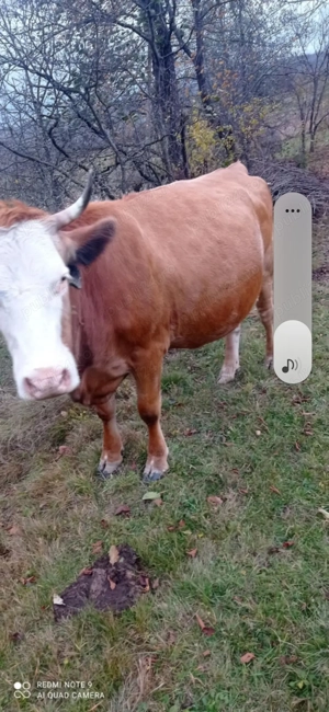 Vaca de vanzare aproape de fatat - imagine 2