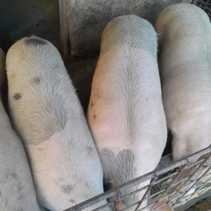 De vânzare porci crescuți natural - imagine 2