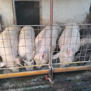 De vânzare porci crescuți natural