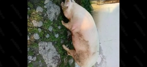 Porc de vro 200 kilograme