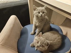 Pui British Shorthair Blue