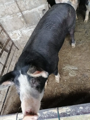 Vând Porc  - imagine 2