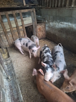 Vand Grasuni - imagine 3