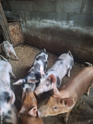 Vand Grasuni - imagine 4