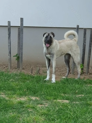Catelusa kangal