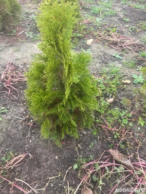 Vand tuia smarangd - imagine 2