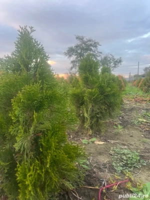 Vand tuia smarangd - imagine 3