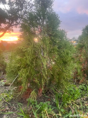 Vand tuia smarangd - imagine 5