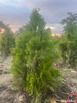 Vand tuia smarangd - imagine 4