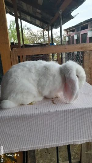 Femele berbec german - imagine 4