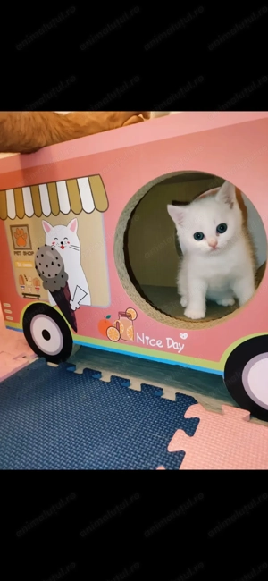 British shorthair white cu heterocromie, un ochi albastru si unul verde