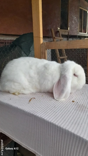 Femele berbec german - imagine 3