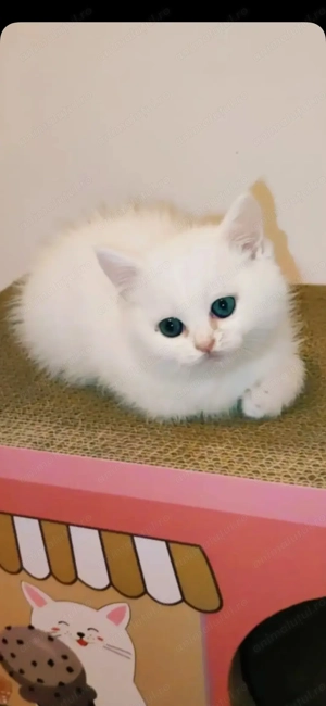British shorthair white cu heterocromie, un ochi albastru si unul verde - imagine 3
