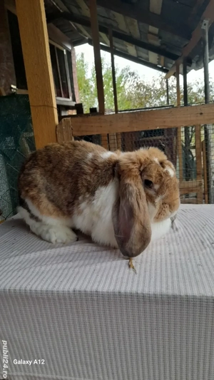 Femele berbec german - imagine 2